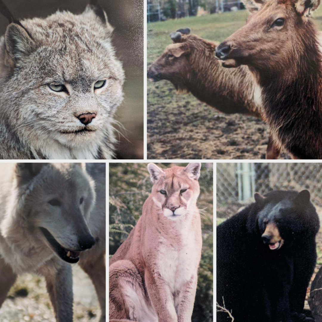 lynx; elk; wolf; mountain lion; bear