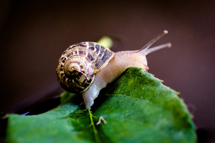 a snail on a leaf