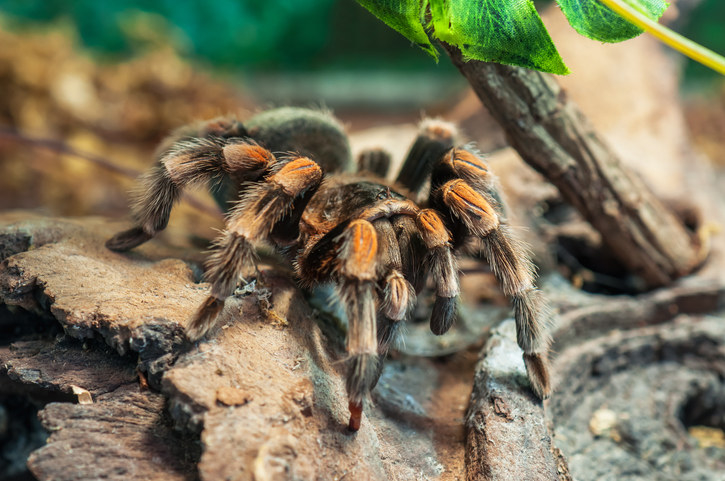 a tarantula