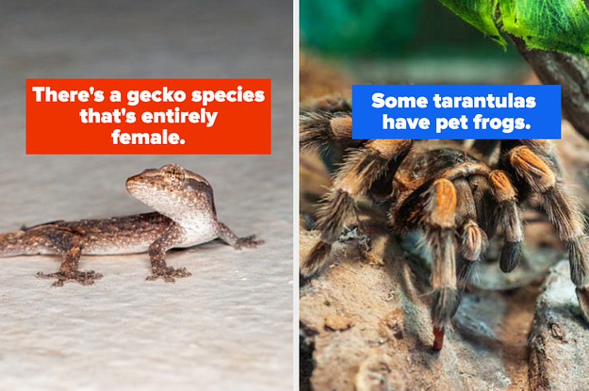 13 Wildly Interesting Animal Facts That You Need To Know