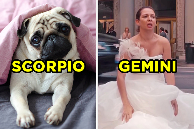 On the left, a pug peeking out from under a blanket labeled "Scorpio," and on the right, Maya Rudolph sitting in the street wearing a wedding dress as Lillian in "Bridesmaids" labeled "Gemini"