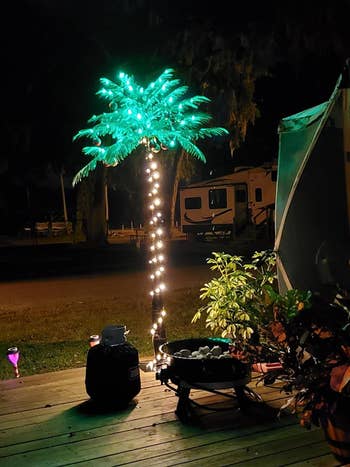 light up palm tree in a yard