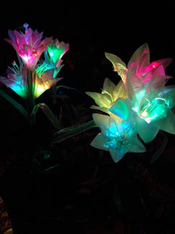 close up look at the glowing rainbow lilies
