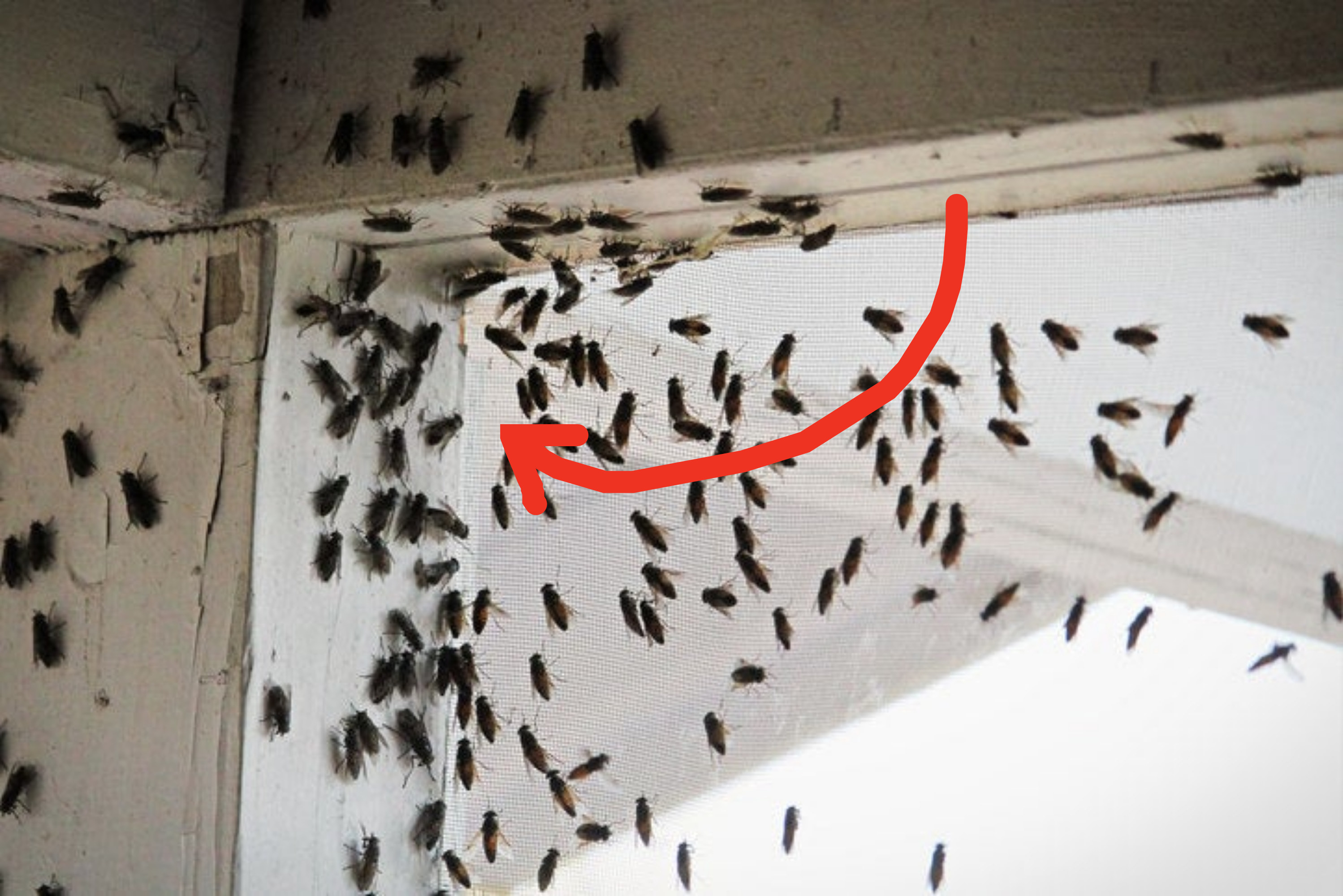 Зимой дома появилась муха. Маленькие мошки на окнах в квартире. Насекомые на окне. Насекомые в квартире. Мошки в квартире.