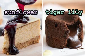 On the left, a slice of cheesecake topped with blueberry sauce labeled sunflower, and on the right, a chocolate lava cake labeled tiger lily