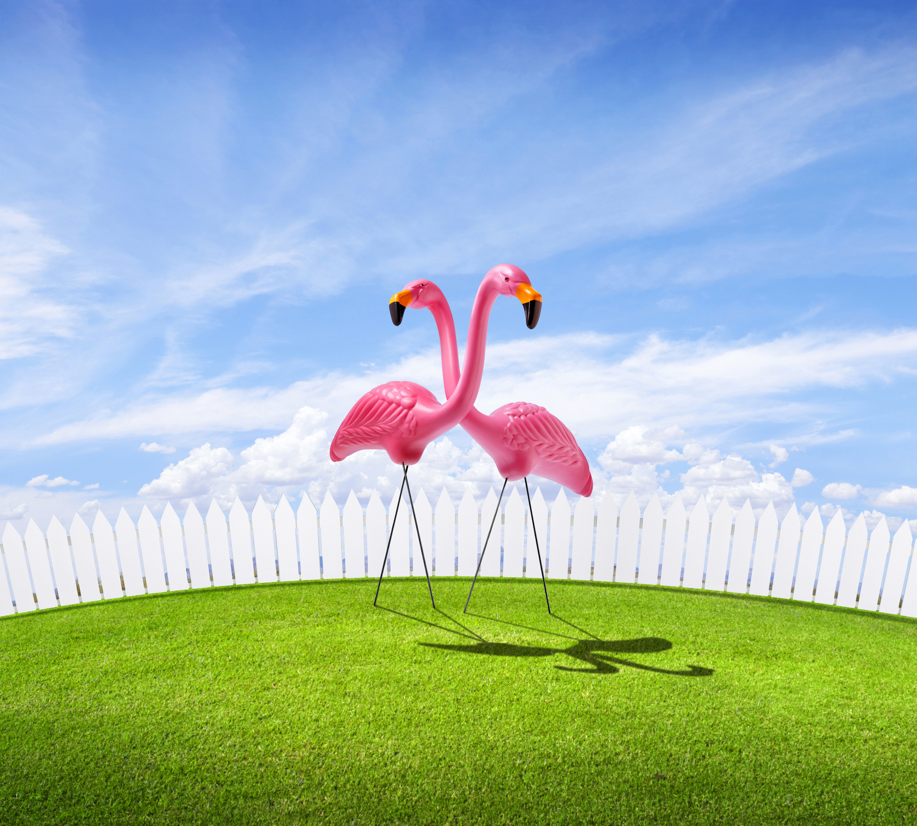 Pink flamingos in a lawn with a white picket fence