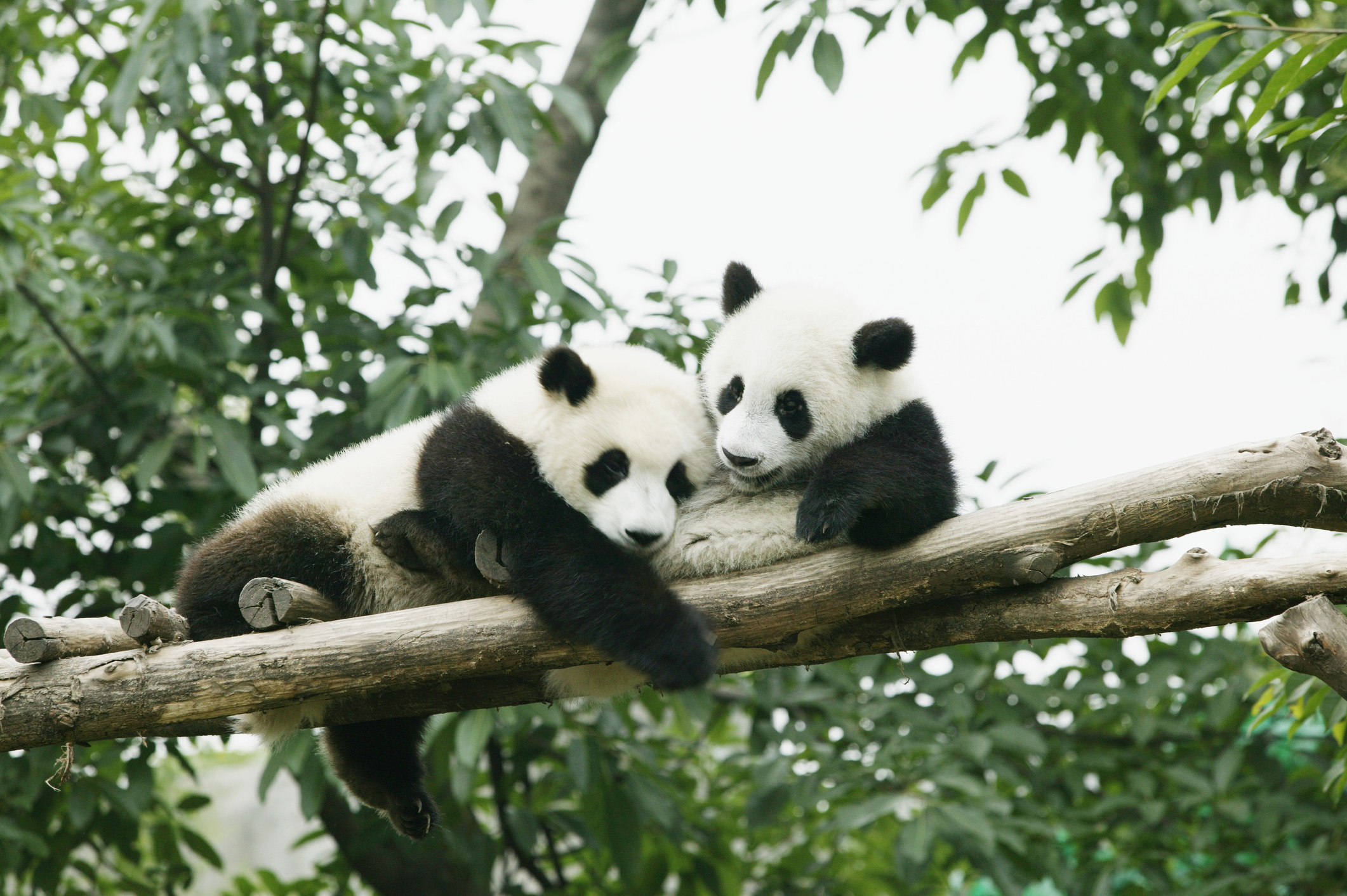 two pandas in a tree