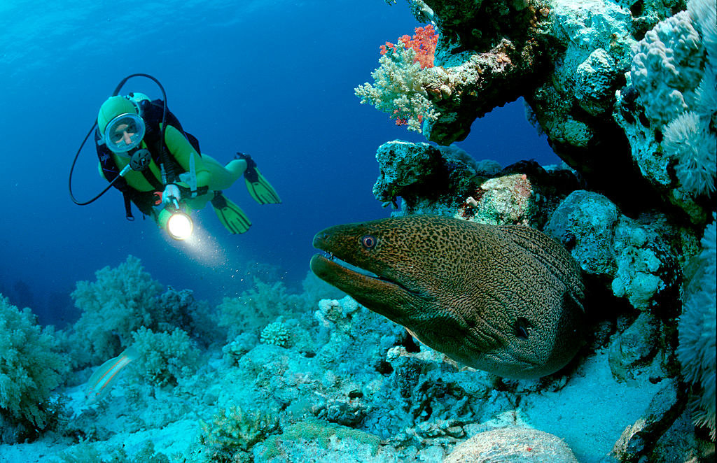 a diver shining a light on an eel