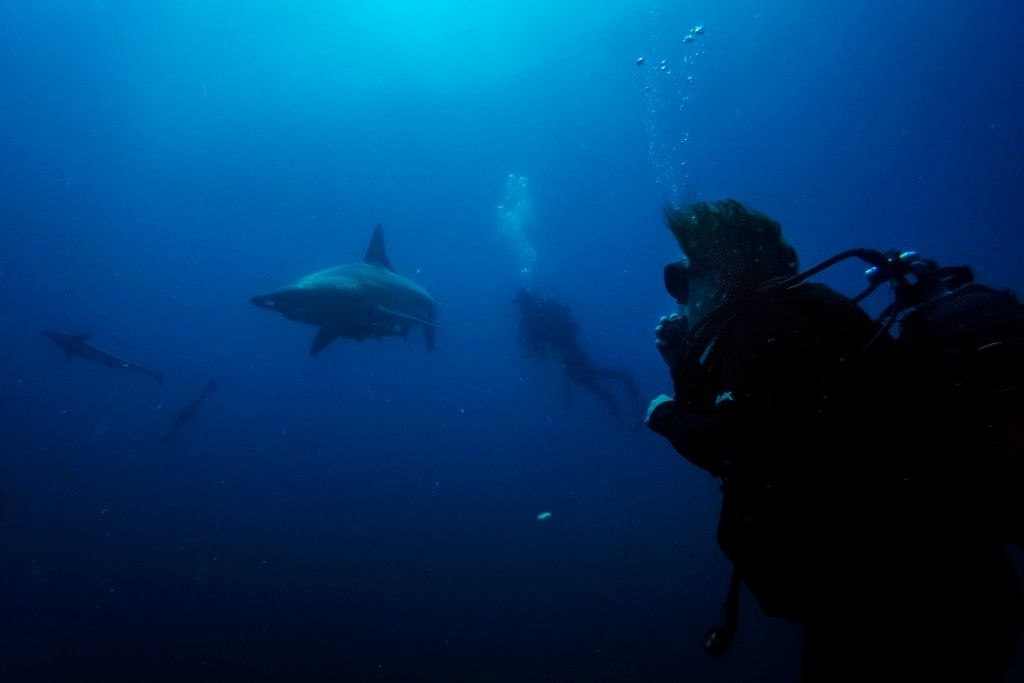two divers swimming near a shark
