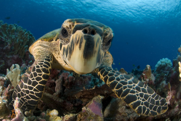 close up of a turtle underwater