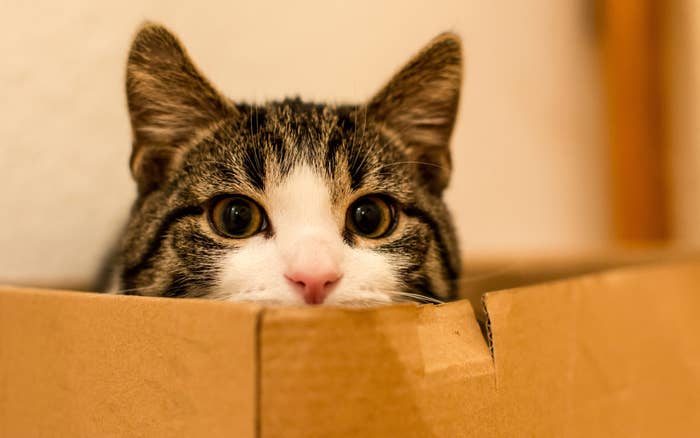 A tabby cat peeking out of a box