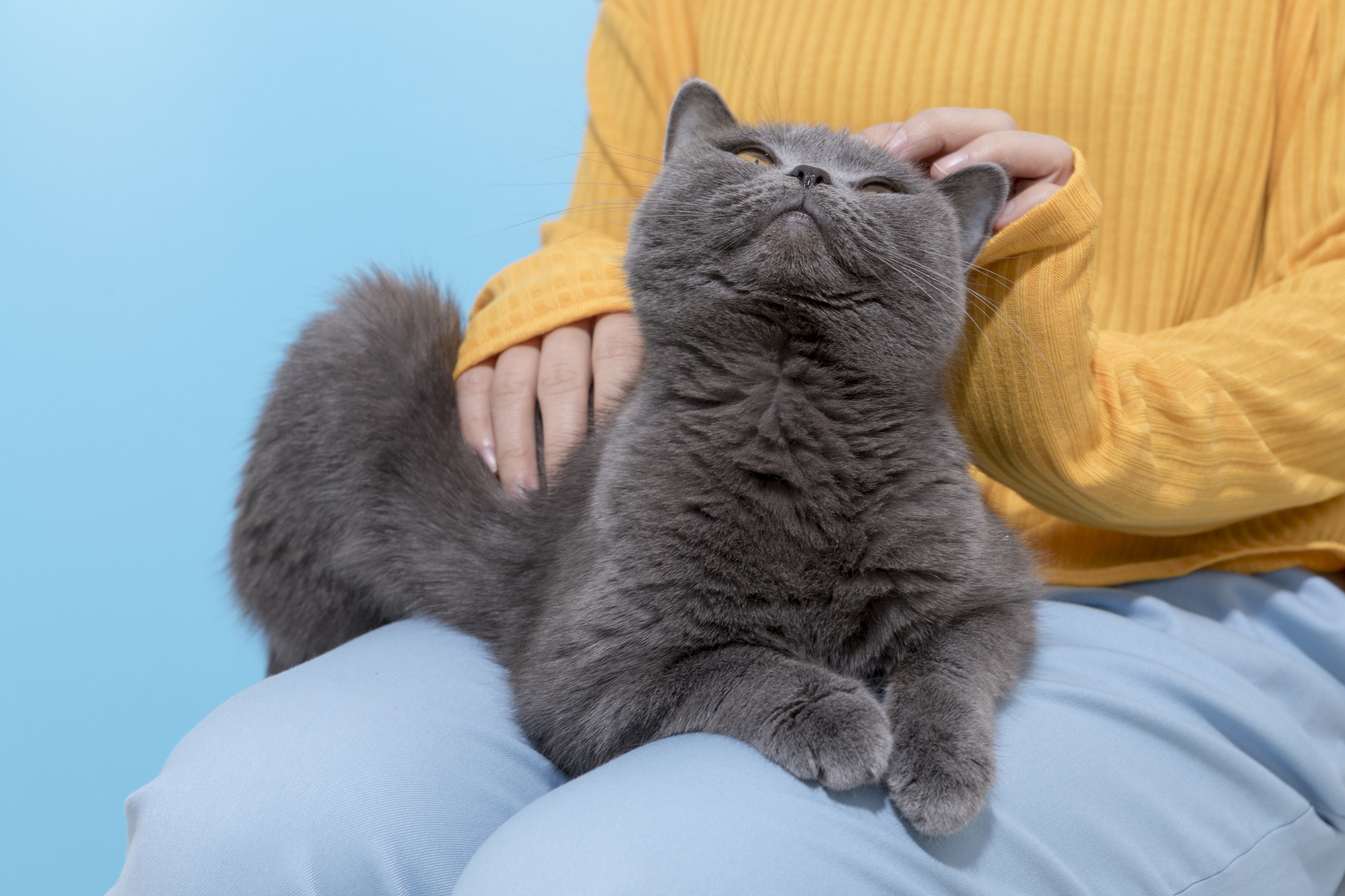 A gray cat sitting on a woman&#x27;s lap while she pets the cat&#x27;s head
