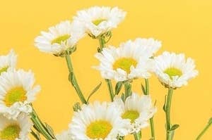 White daisies with yellow background 