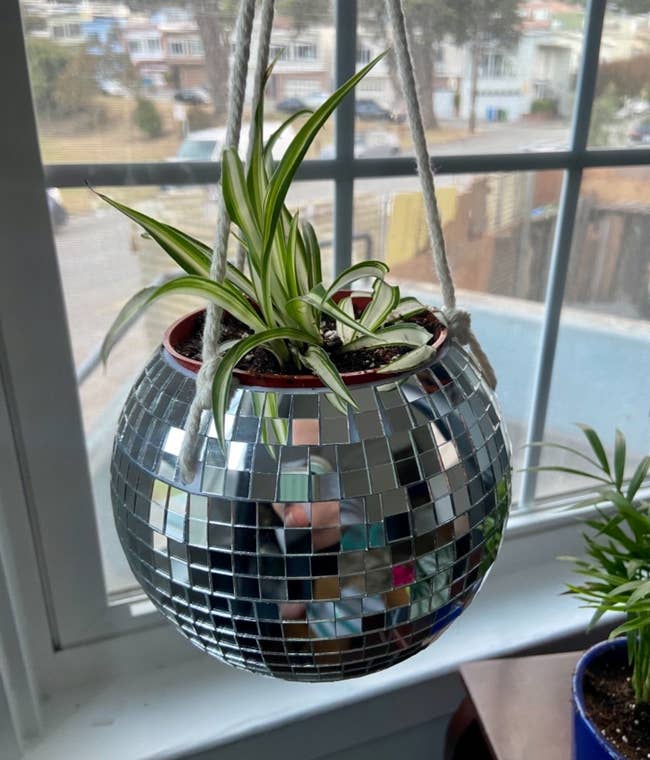 a reviewer's image of the disco ball with a plant inside