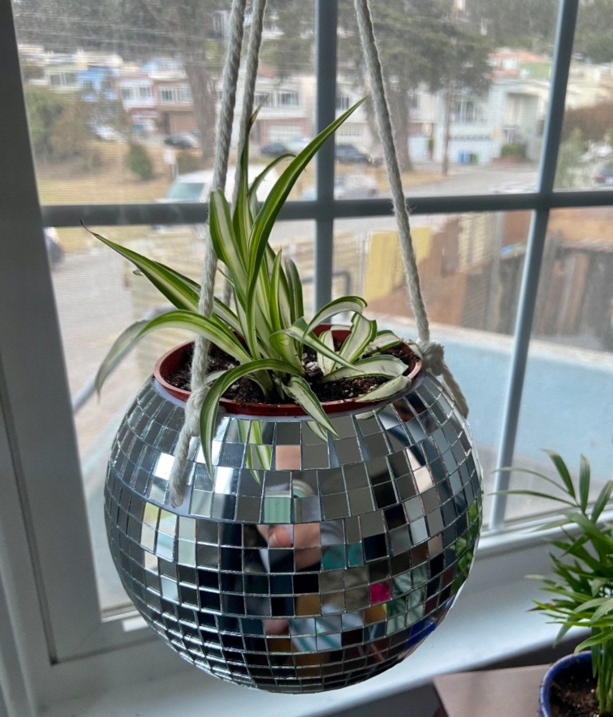 a reviewer's image of the disco ball with a plant inside