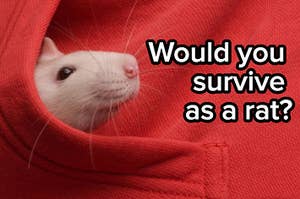 A rat is hiding in a pocket labeled, "Would you survive as a rat?"