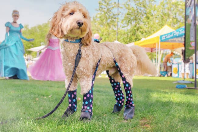 A dog wears the leggings in polka dot