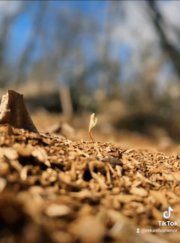 A closeup of a plant sprouting out of the compost laid on the woodland