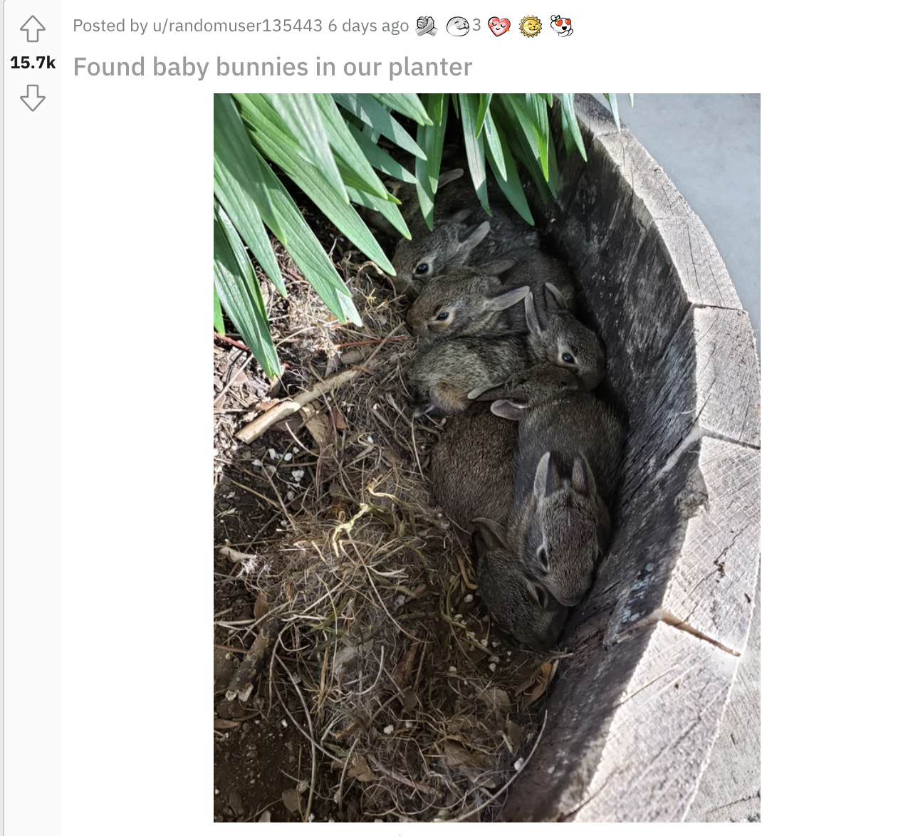 Baby bunnies and an adult bunny found in a planter
