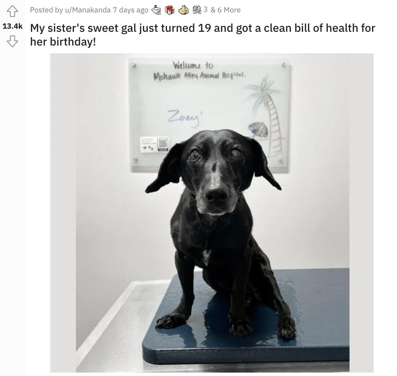 Dog sitting on a counter in the doctor&#x27;s office with text: My sister&#x27;s sweet gal just turned 19 and got a clean bill of health for her birthday!