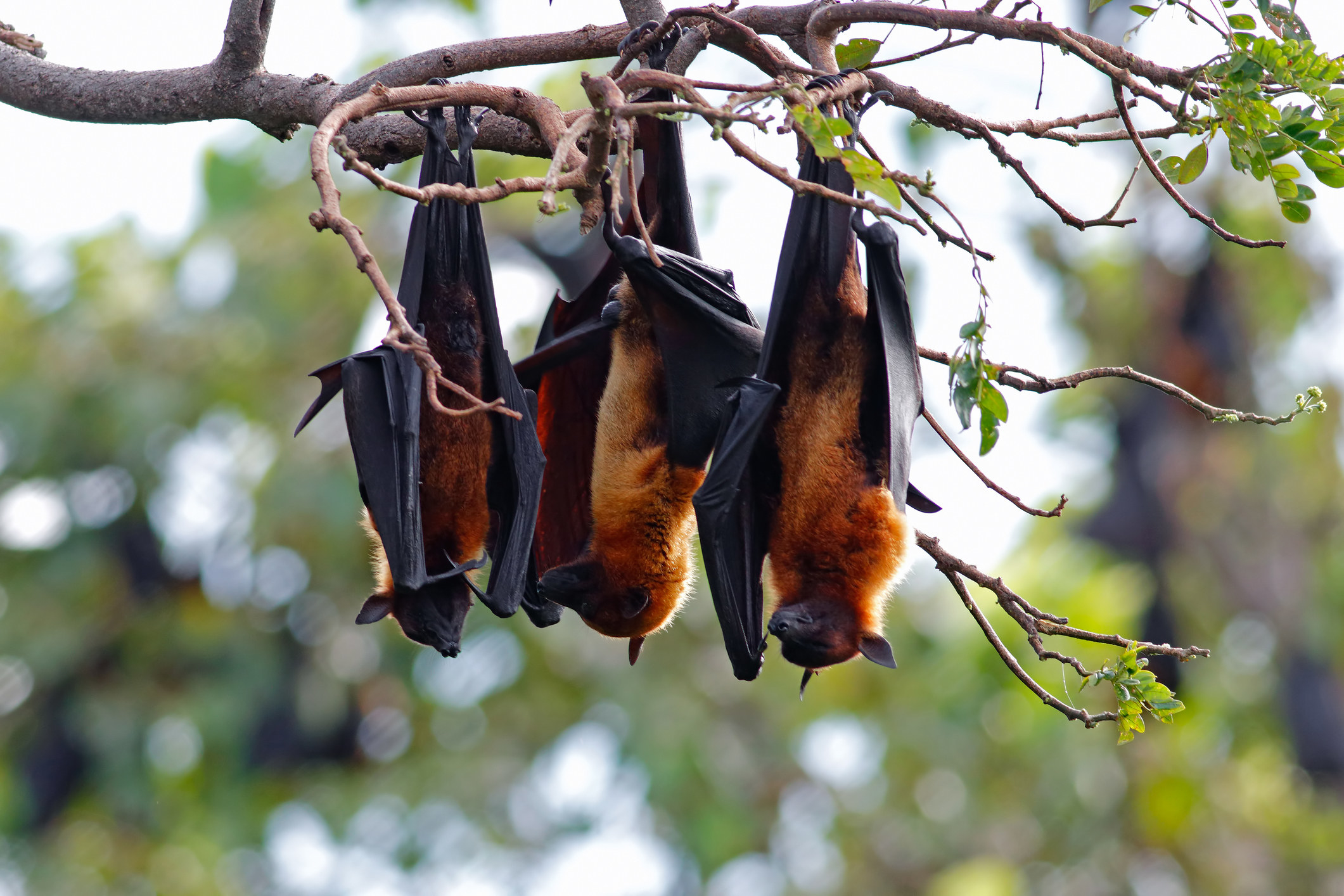 bats hanging from a tree