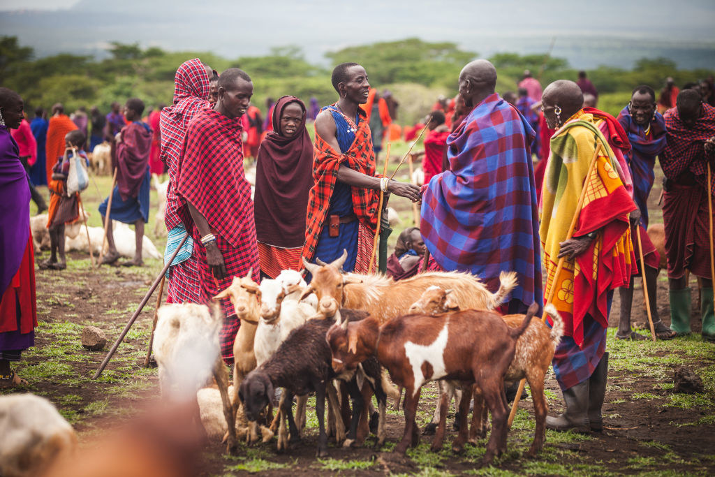 Masai tribe members with cattle