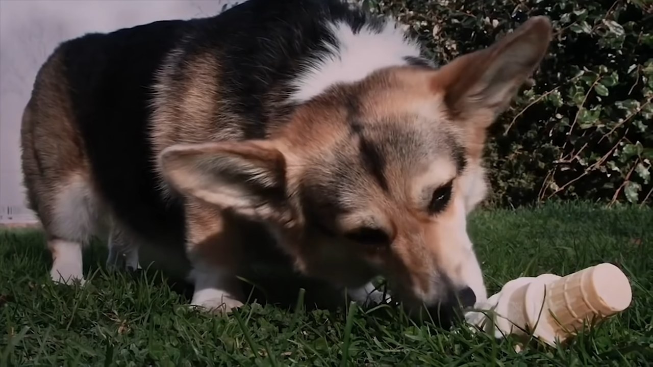 Cheddar eating an ice cream cone in &quot;Brooklyn Nine-Nine&quot;