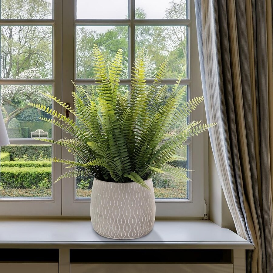 The potted fern sitting on windowsill