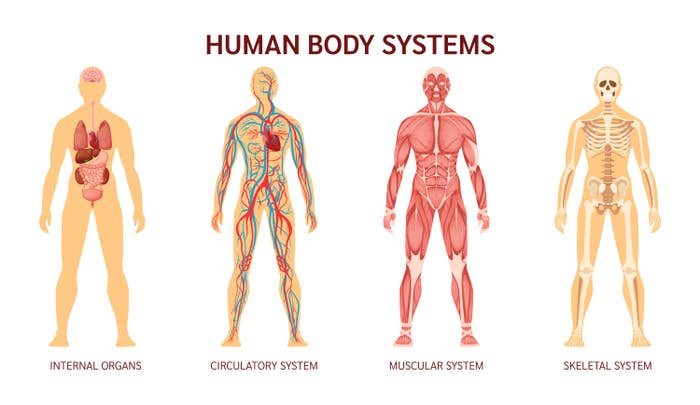 Visual aids showing the body&#x27;s internal organs, circulatory system, muscular system, and skeletal system