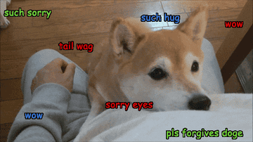doge looks contrite with captions on the gif saying such sorry wow such hug sorry eyes please forgives doge