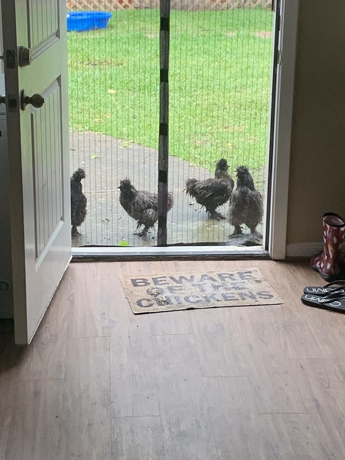 chickens waiting extracurricular  the closed mesh door