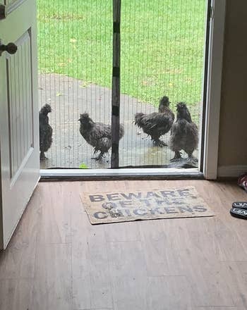 chickens waiting outside the closed mesh door