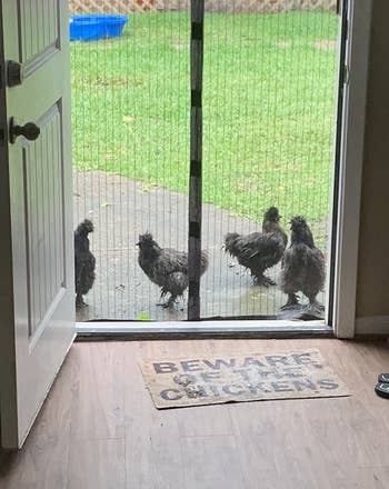chickens waiting extracurricular the closed mesh door