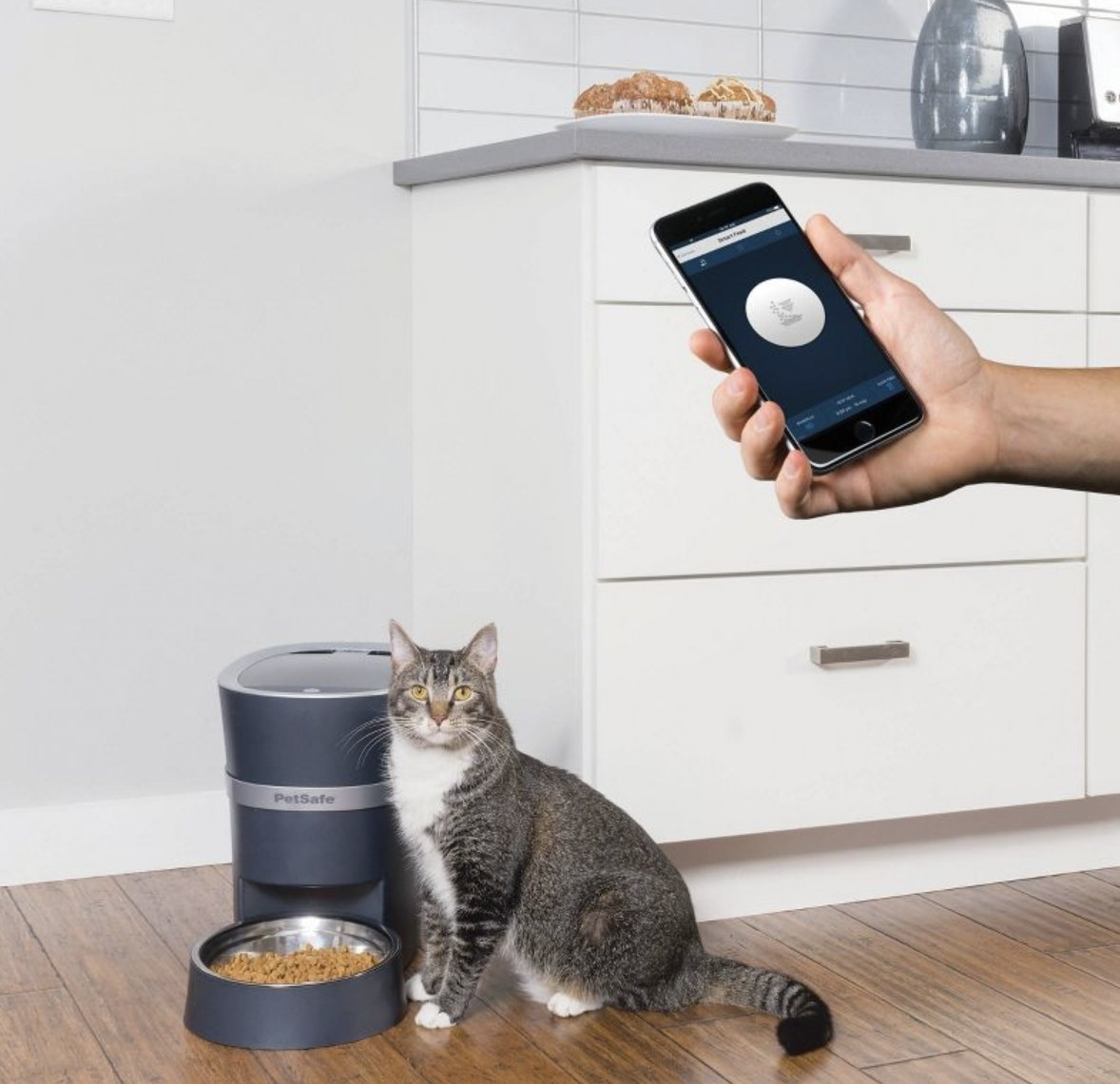 A model feeding their cat using an automatic feeder controlled on the phone