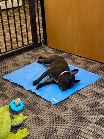 a reviewer's french bulldog on a blue cooling mat