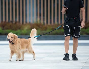 a model walking a golden retriever with the leash