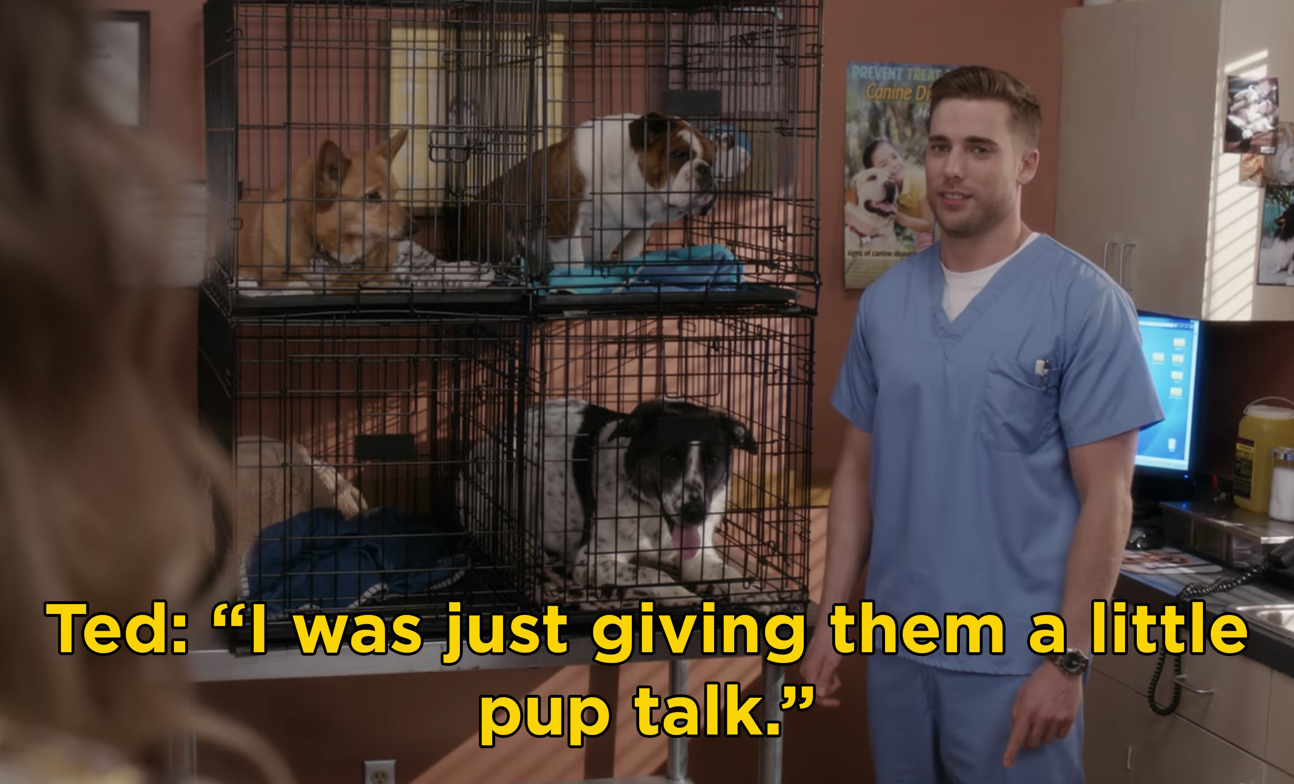 A vet with dogs in crates.