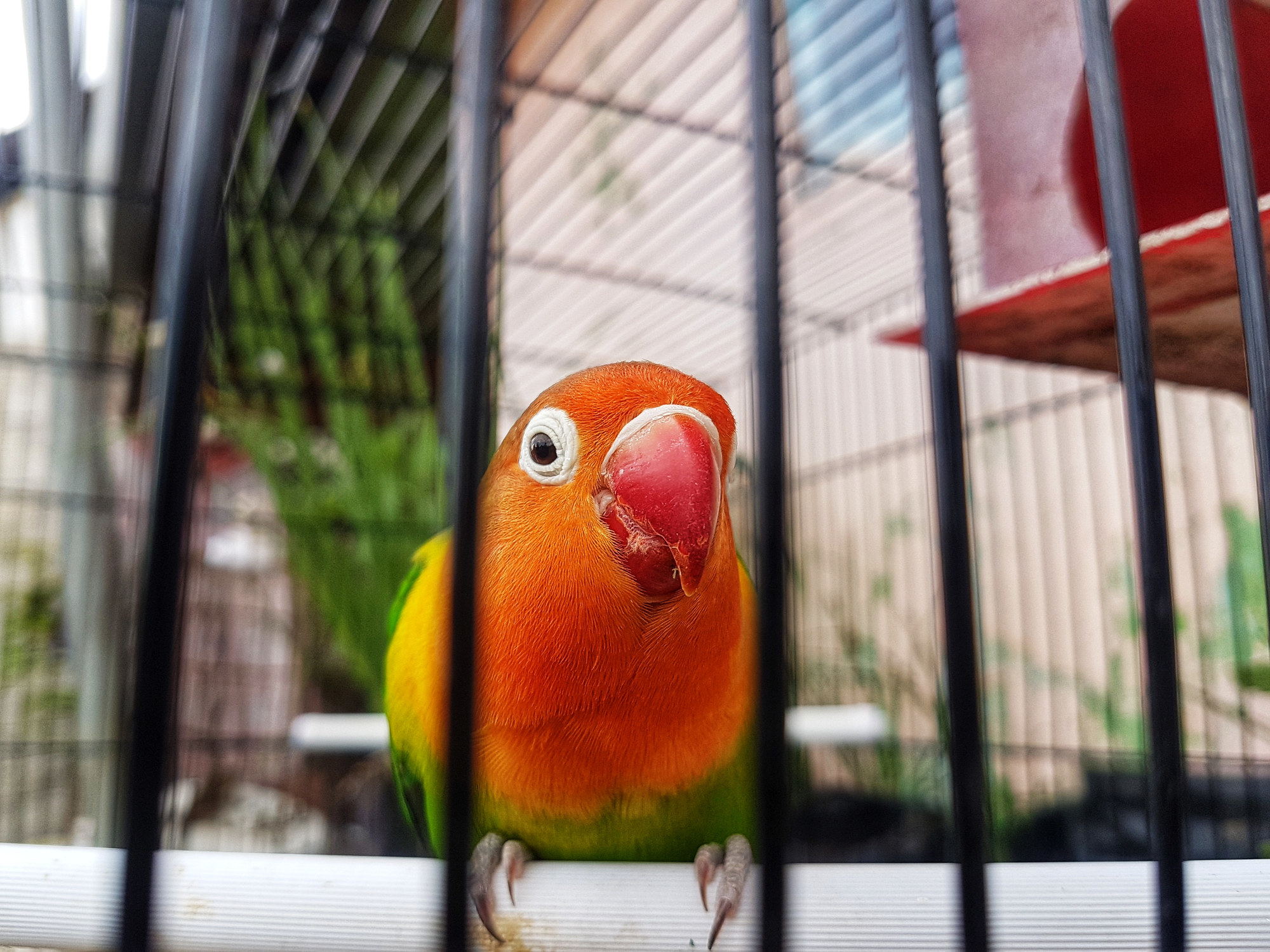 A colorful bird in a cage.
