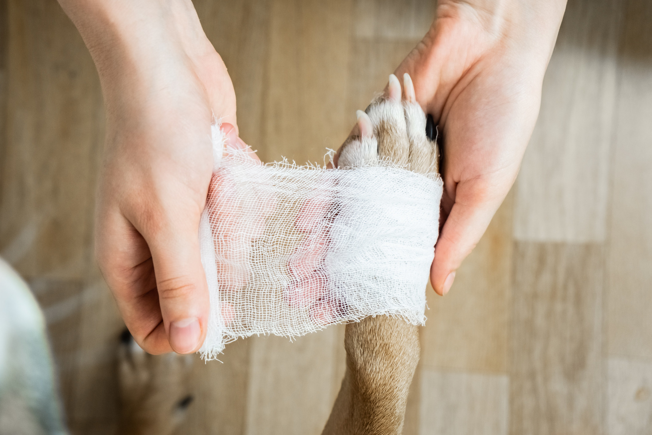 A person wrapping a dog&#x27;s paw.
