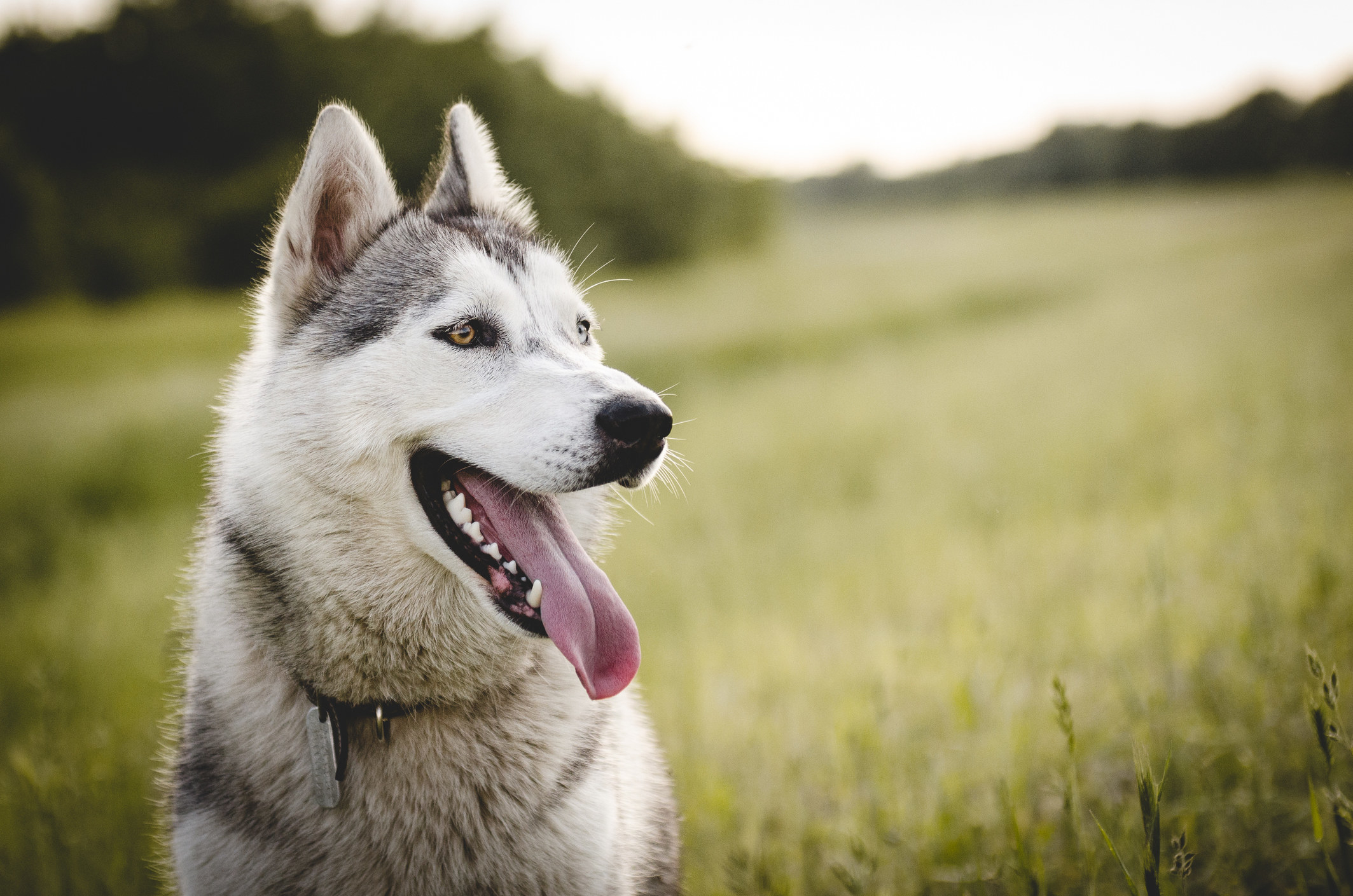 A husky sitting in grass.