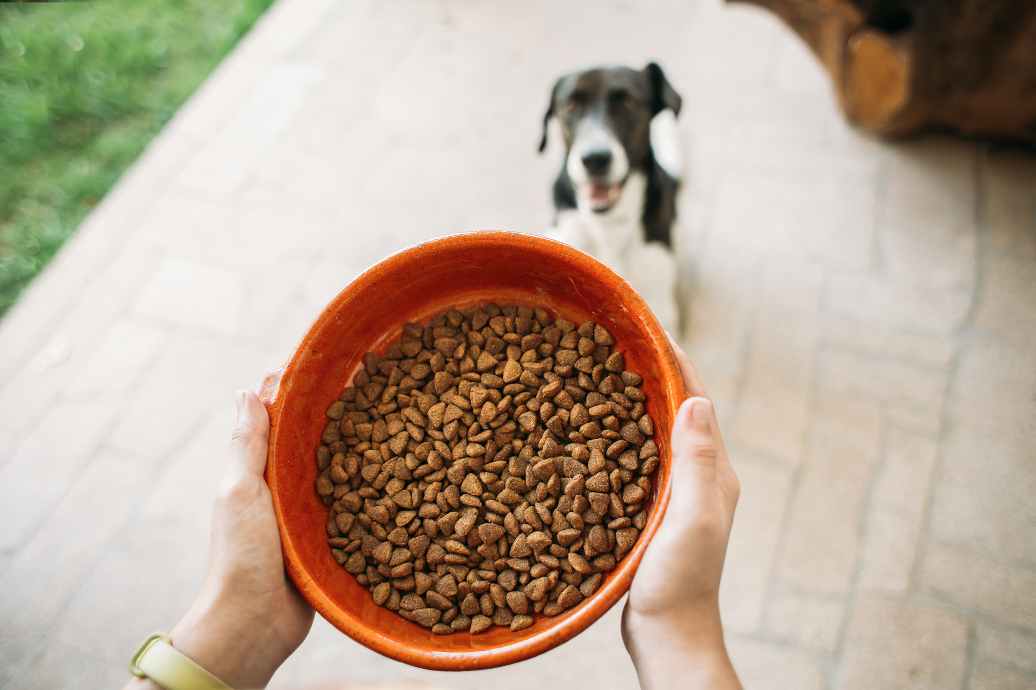 A person holding a bowl of dog food in front of their dog