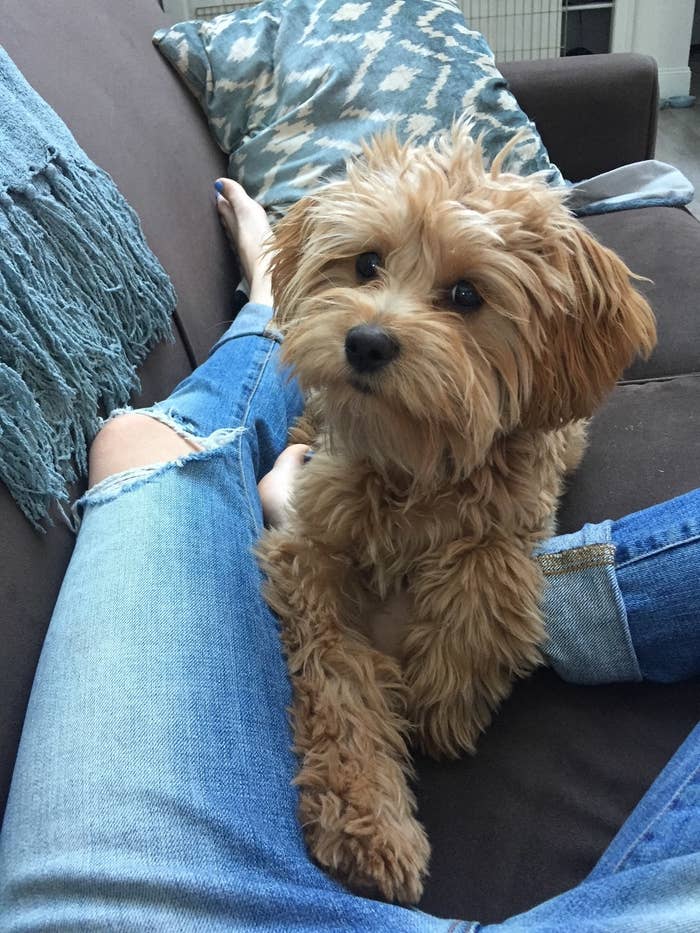 A dog sitting between a person&#x27;s legs.