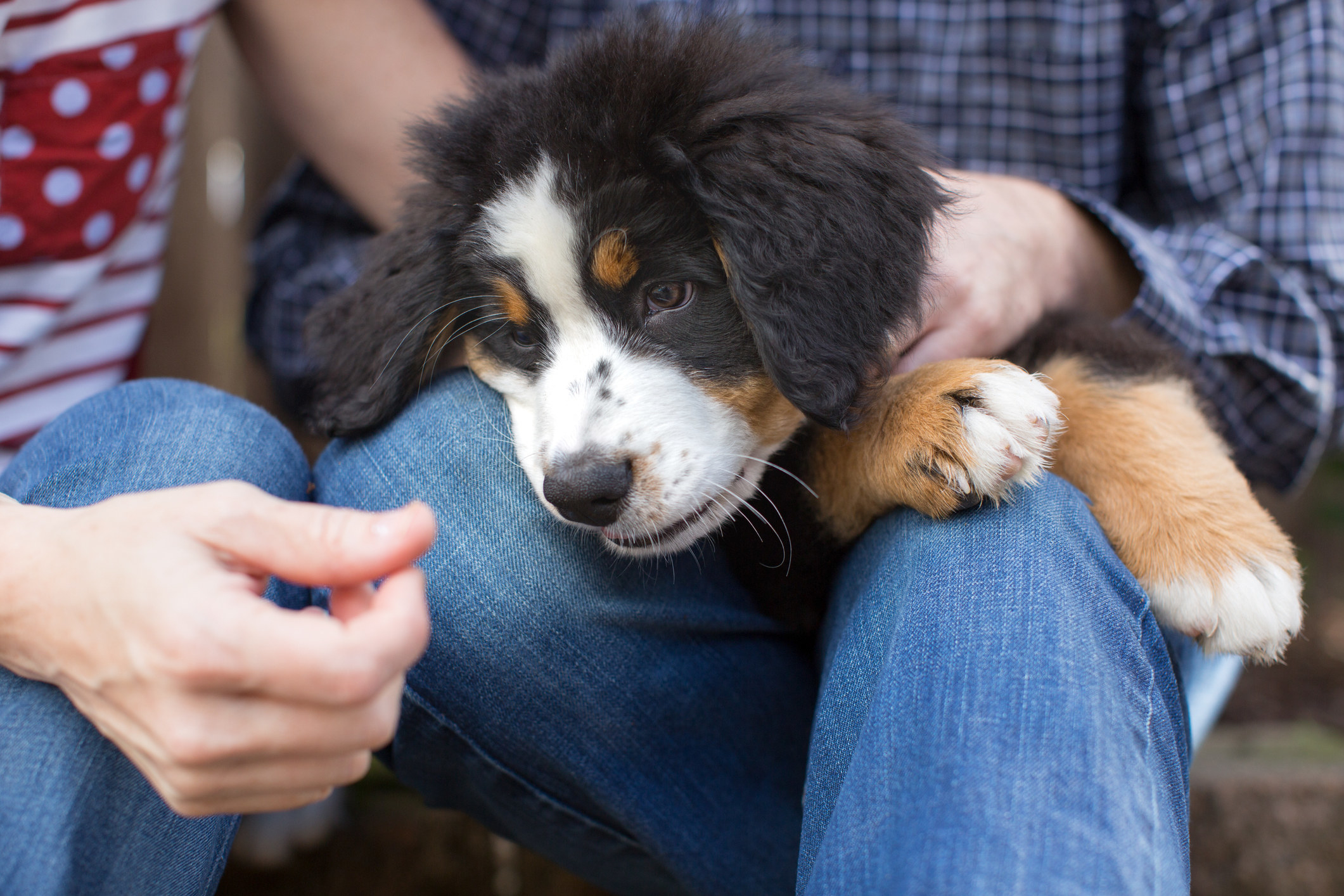 A couple sitting with a Bernese Mountain Dog puppy.