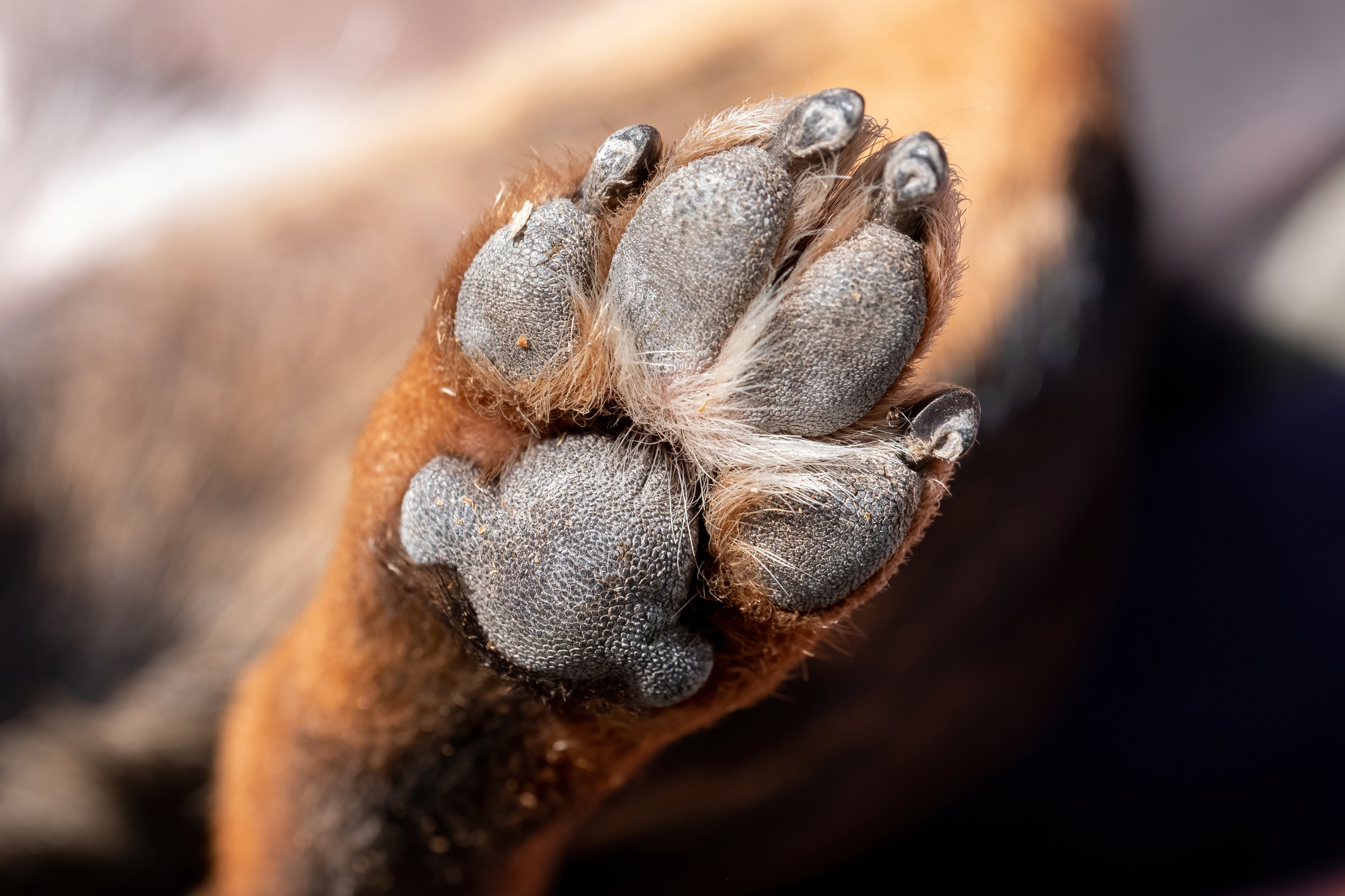 Closeup of a dog&#x27;s paw