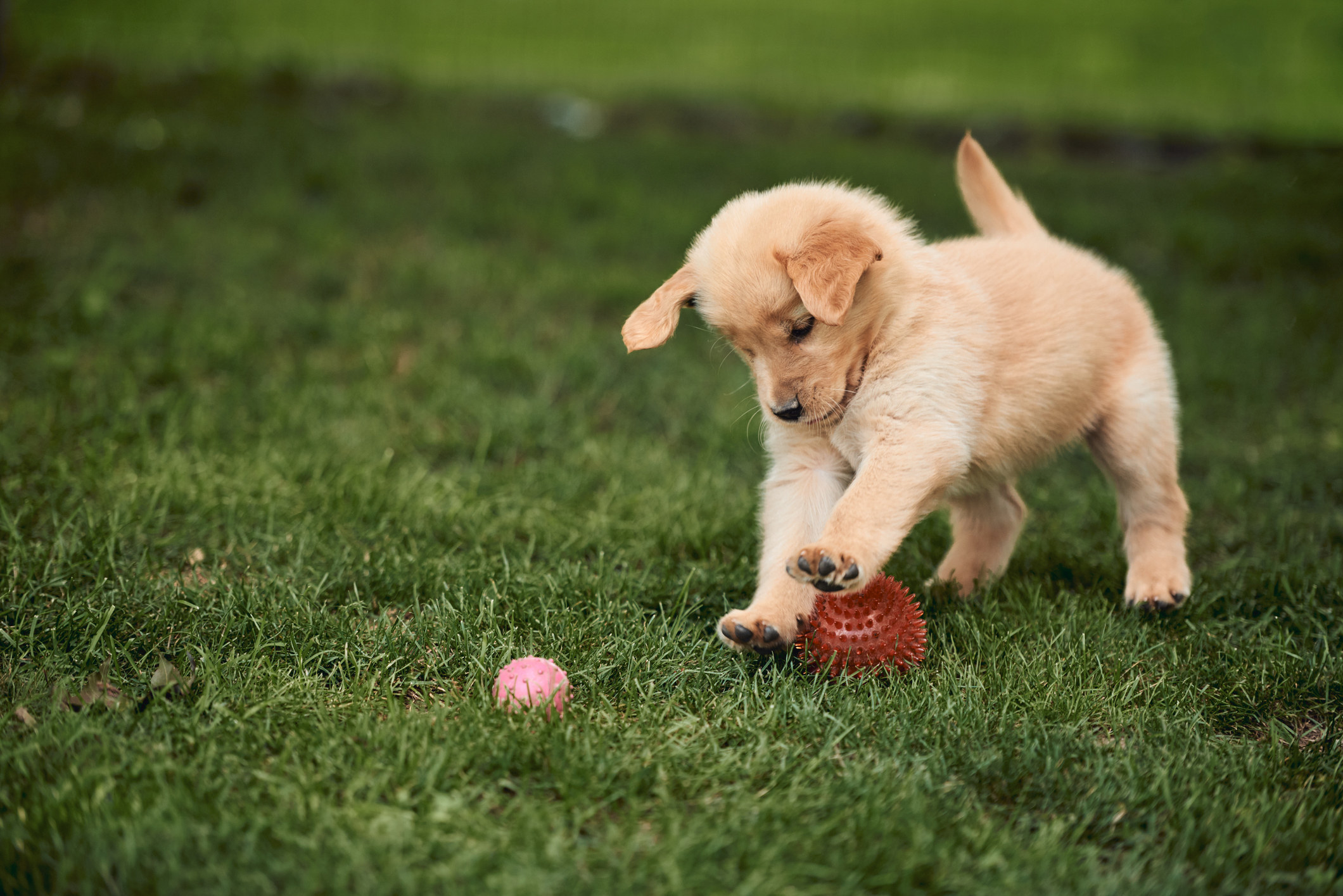 A Golden Retriever puppy playing in grass.