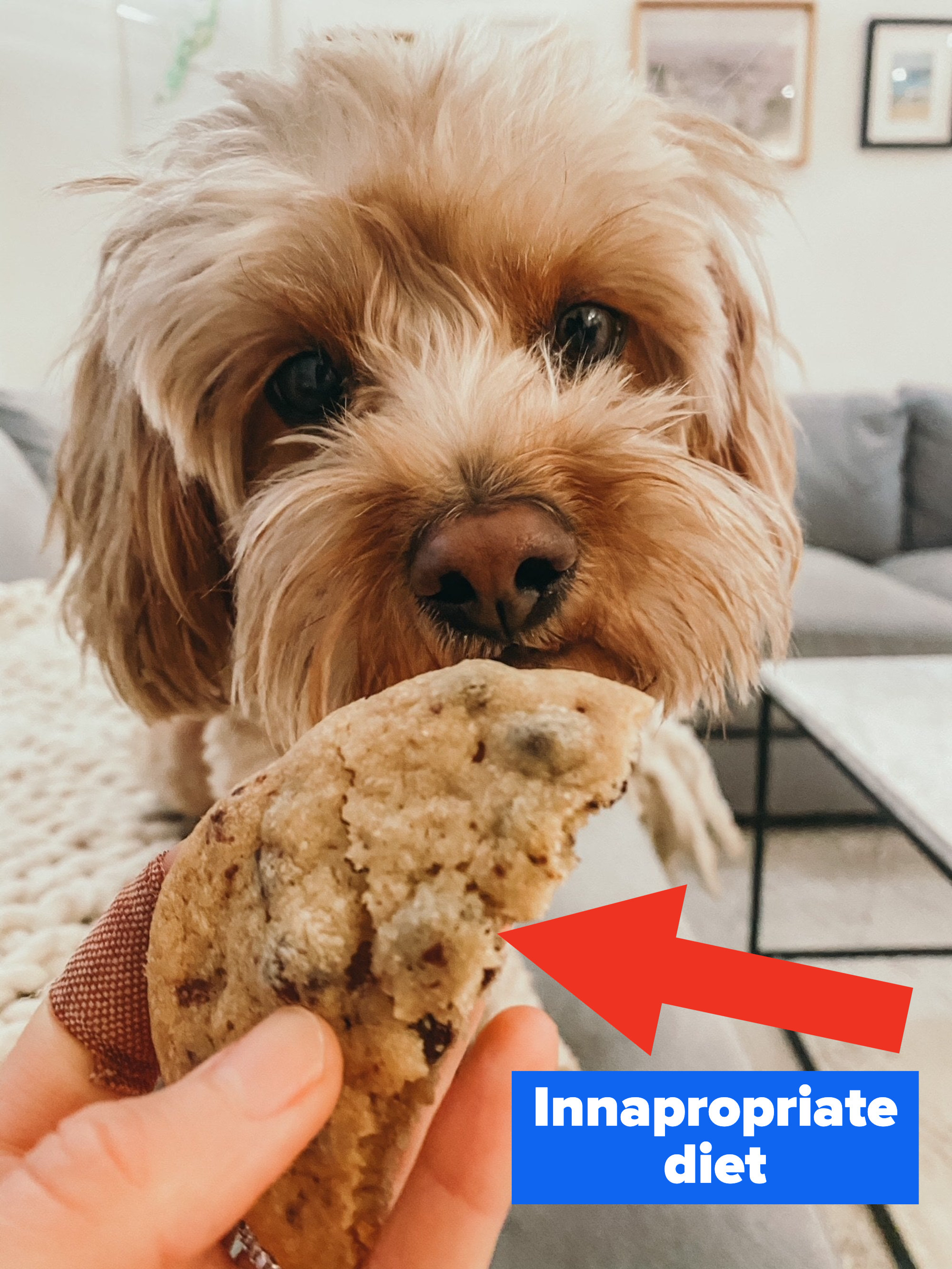 A dog looking at a cookie.