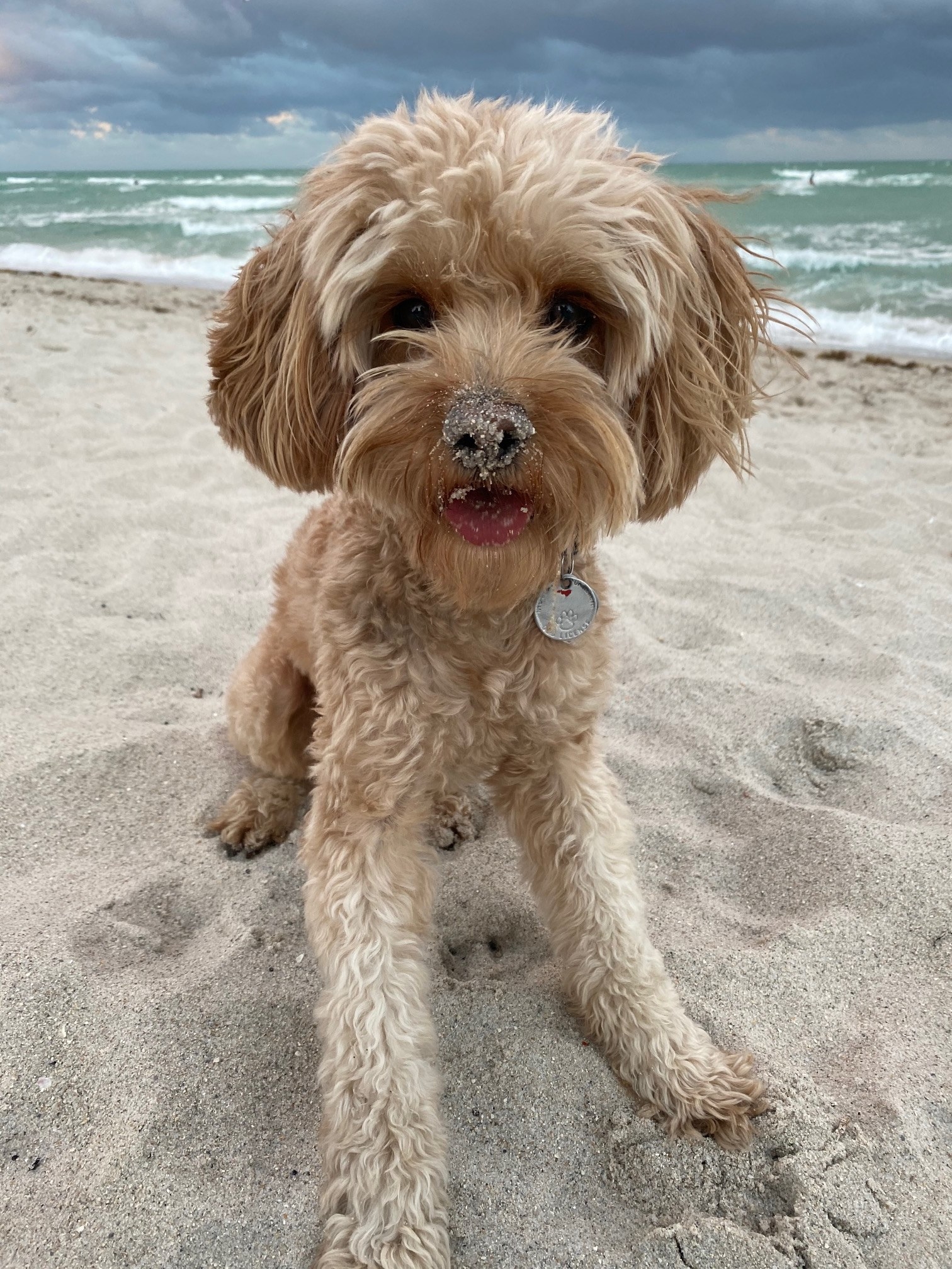 A dog with a sandy nose.