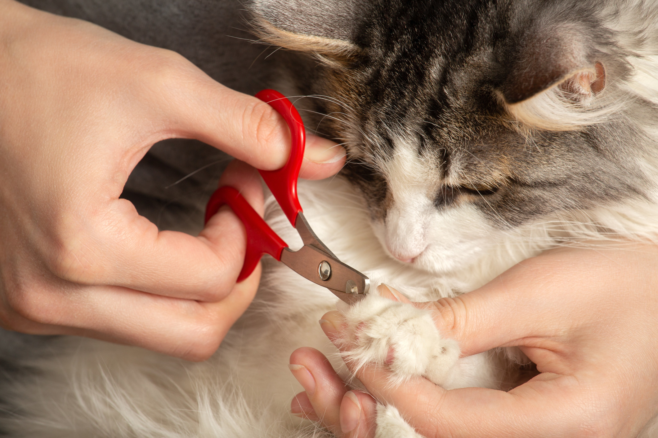 A person cutting a kitten&#x27;s nails.
