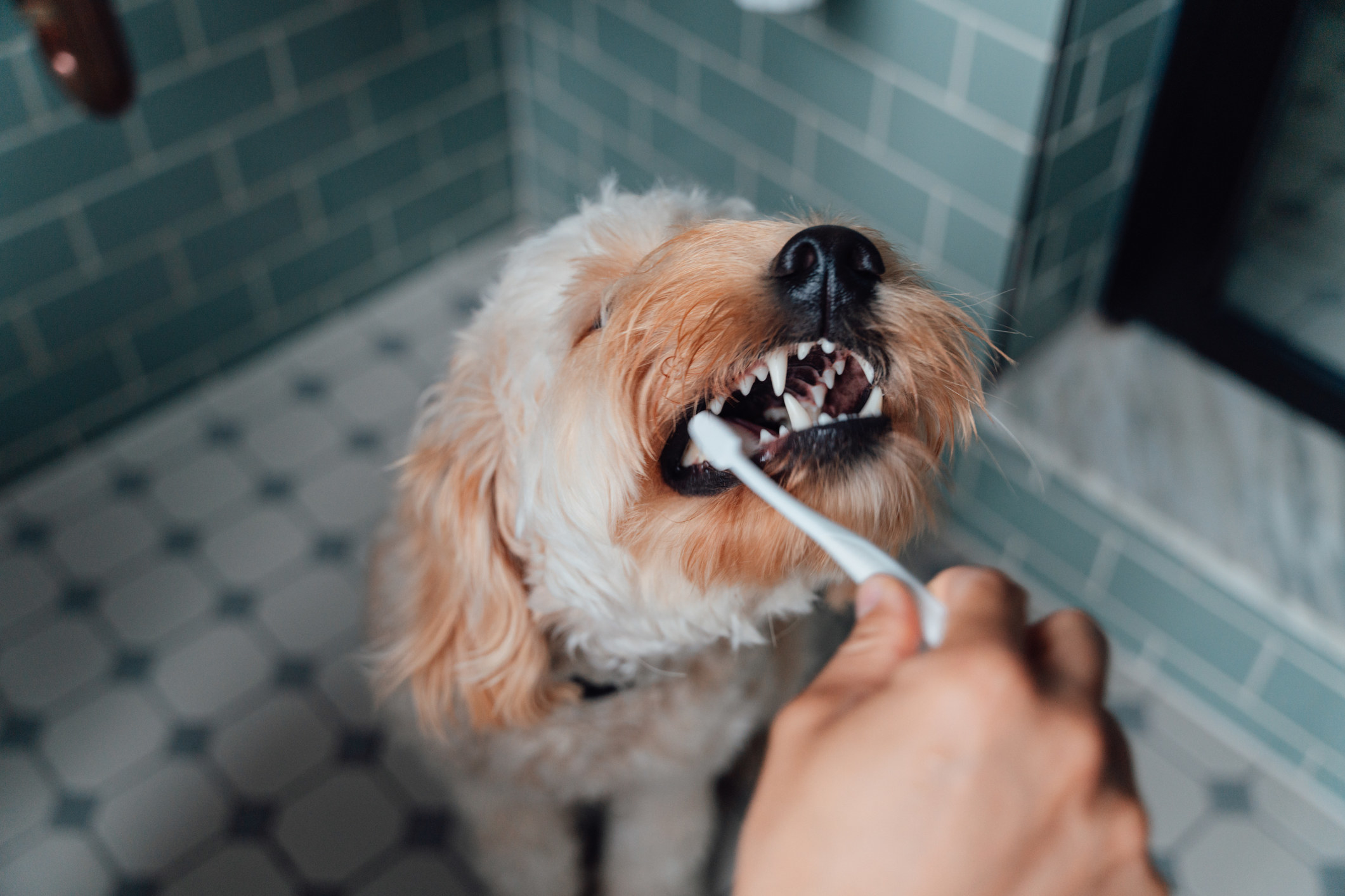 A dog having its teeth brushed.
