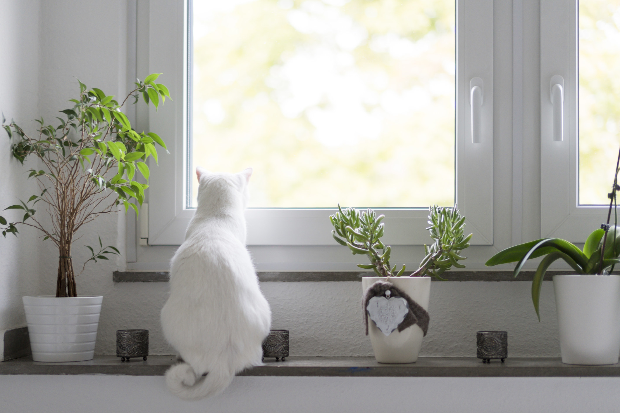 A cat sitting on a window sill.